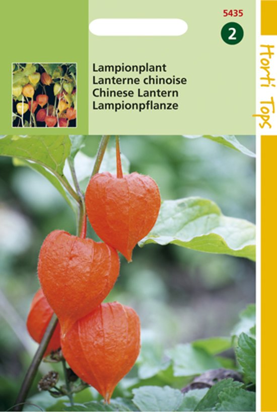Lampionplant (Physalis alkekengi) 150 zaden HT